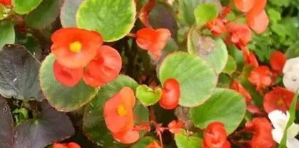 Winter Care for Perennial Begonia (Pay Attention to Temperature Changes to Help It Survive the Winter) 2
