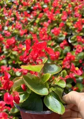 Winter Care for Perennial Begonia (Pay Attention to Temperature Changes to Help It Survive the Winter) 3