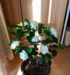 The Benefits and Methods of Growing Gardenias at Home (Multiple Benefits for Beautifying Your Home and Nurturing Your Body and Mind) 1