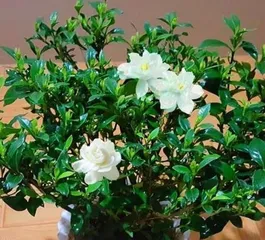 The Benefits and Methods of Growing Gardenias at Home (Multiple Benefits for Beautifying Your Home and Nurturing Your Body and Mind) 2