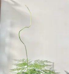 Can Asparagus Fern Be Grown Outdoors? (Learn the Secrets and Tips for Outdoor Asparagus Fern Care) 1