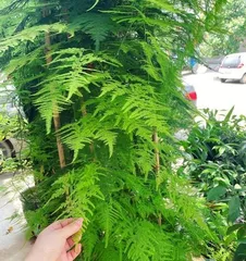 Can Asparagus Fern Be Grown Outdoors? (Learn the Secrets and Tips for Outdoor Asparagus Fern Care) 2