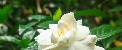 The Benefits and Methods of Growing Gardenias at Home (Multiple Benefits for Beautifying Your Home and Nurturing Your Body and Mind) 3