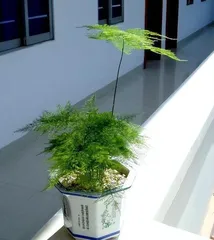 Can Asparagus Fern Be Grown Outdoors? (Learn the Secrets and Tips for Outdoor Asparagus Fern Care) 3