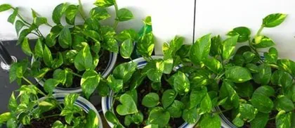 Reasons and Remedies for Soft and Drooping Pothos Leaves (Exploring the Problem of Pothos Leaves Softening and Drooping from Three Aspects: Environment, Care, and Disease) 1