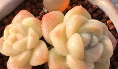 Bingyu Succulent—Detailed Care Guide (A simple and easy-to-grow succulent plant, how to care for your Bingyu? 1)