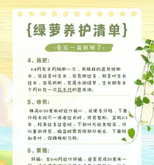 Reasons and Remedies for Soft and Drooping Pothos Leaves (Exploring the Problem of Pothos Leaves Softening and Drooping from Three Aspects: Environment, Care, and Disease) 2