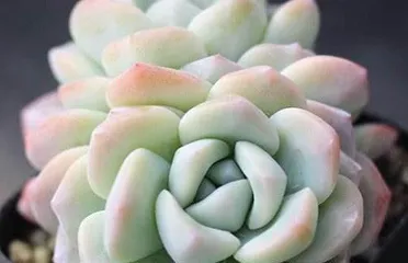 Bingyu Succulent—Detailed Care Guide (A simple and easy-to-grow succulent plant, how to care for your Bingyu? 2)