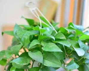 Reasons and Remedies for Soft and Drooping Pothos Leaves (Exploring the Problem of Pothos Leaves Softening and Drooping from Three Aspects: Environment, Care, and Disease) 3