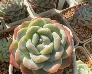 Bingyu Succulent—Detailed Care Guide (A simple and easy-to-grow succulent plant, how to care for your Bingyu? 3)