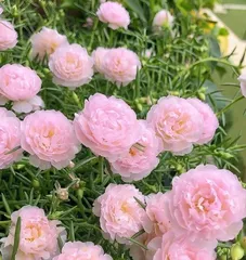 向日葵室内养护全攻略（掌握“适合”与“不适合”，打造健康绿色生活）1