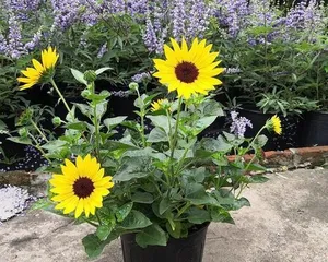 向日葵室内养护全攻略（掌握“适合”与“不适合”，打造健康绿色生活）2