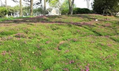 A Complete Guide to Growing Dianthus (Mastering Sowing, Care, and Flowering Time to Help You Successfully Grow Dianthus) 1