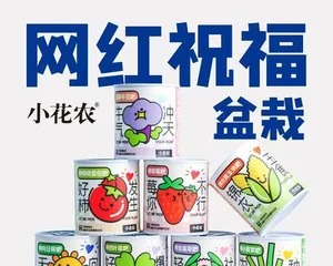 向日葵室内养护全攻略（掌握“适合”与“不适合”，打造健康绿色生活）3