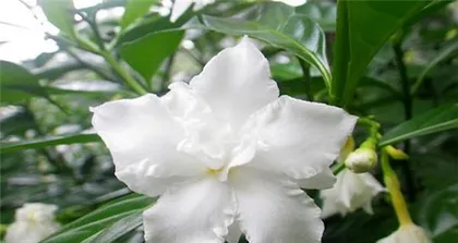 Is Dogtooth Violet poisonous? Is it suitable for indoor cultivation? (Understand the toxicity and care tips of Dogtooth Violet to enjoy its beauty with peace of mind)1