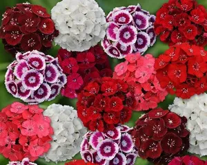 A Complete Guide to Growing Dianthus (Mastering Sowing, Care, and Flowering Time to Help You Successfully Grow Dianthus) 2