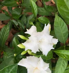 Is Dogtooth Violet poisonous? Is it suitable for indoor cultivation? (Understand the toxicity and care tips of Dogtooth Violet to enjoy its beauty with peace of mind)2