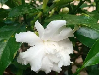 Is Dogtooth Violet poisonous? Is it suitable for indoor cultivation? (Understand the toxicity and care tips of Dogtooth Violet to enjoy its beauty with peace of mind)3