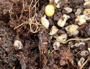 A Complete Guide to Growing Dianthus (Mastering Sowing, Care, and Flowering Time to Help You Successfully Grow Dianthus) 3