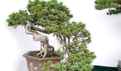 Juniper Bonsai Care and Management (Creating a Unique Bonsai Artwork) 1