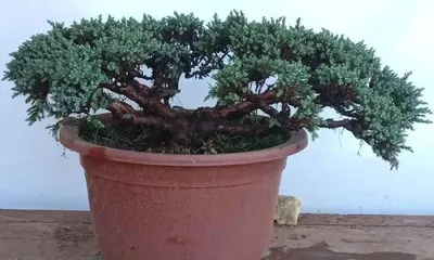 Juniper Bonsai Care and Management (Creating a Unique Bonsai Artwork) 2