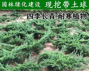 Juniper Bonsai Care and Management (Creating a Unique Bonsai Artwork) 3