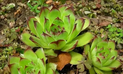 Cold Tolerance and Suitable Planting Temperature of Guanyin Lotus (Winter Care Tips to Help You Create a Beautiful Garden) 1