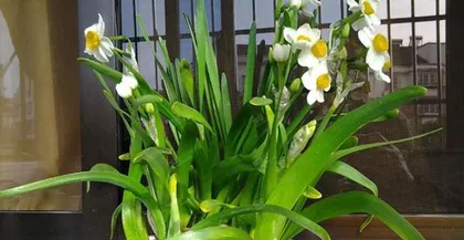 A Complete Guide to Narcissus Cultivation (From Selection to Maintenance, Easily Create a Romantic Garden) 2