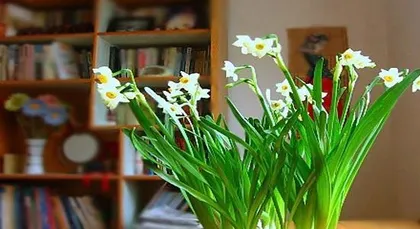 A Complete Guide to Narcissus Cultivation (From Selection to Maintenance, Easily Create a Romantic Garden) 3