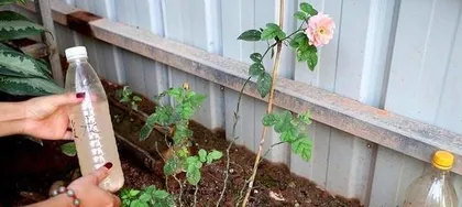 How to Make Flowers Bloom Every Day (Sowing Techniques, Care Essentials, Precautions) 1