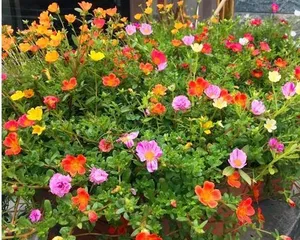 How to Make Flowers Bloom Every Day (Sowing Techniques, Care Essentials, Precautions) 2