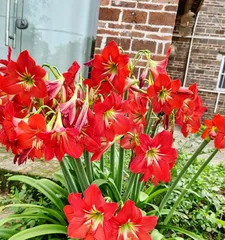 How to Make Flowers Bloom Every Day (Sowing Techniques, Care Essentials, Precautions) 3