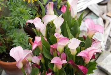 How to care for water lilies? How to safely care for water lilies indoors? 1