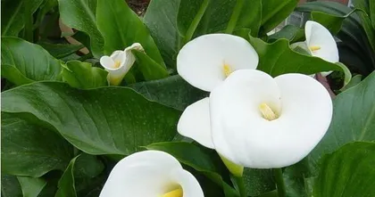 How to care for water lilies? How to safely care for water lilies indoors? 2