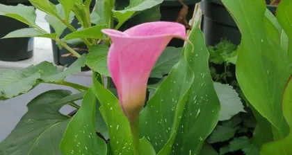 How to care for water lilies? How to safely care for water lilies indoors? 3