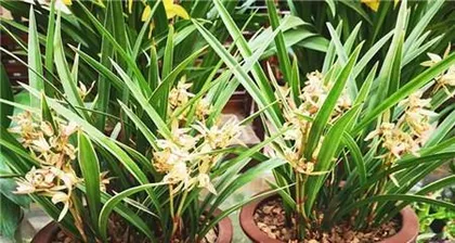 How to handle Cymbidium ensifolium after flowering (care and handling methods) 1