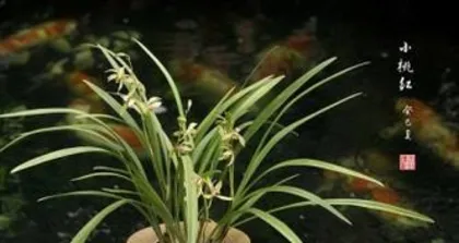 How to handle Cymbidium ensifolium after flowering (care and handling methods) 2