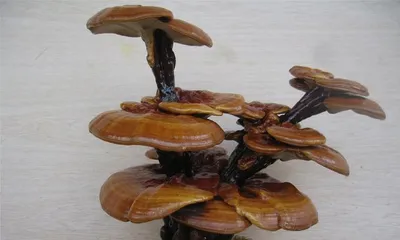 How to Successfully Pot Ganoderma lucidum? (Detailed Explanation of Ganoderma lucidum Bonsai Cultivation Techniques) 1