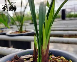 How to handle Cymbidium ensifolium after flowering (care and handling methods) 3