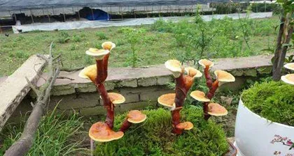 How to Successfully Pot Ganoderma lucidum? (Detailed Explanation of Ganoderma lucidum Bonsai Cultivation Techniques) 2