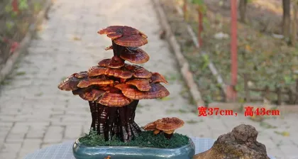 How to Successfully Pot Ganoderma lucidum? (Detailed Explanation of Ganoderma lucidum Bonsai Cultivation Techniques) 3
