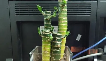 富贵竹土养方法（轻松养护，让富贵竹更富贵）1