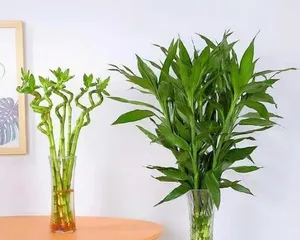 富贵竹土养方法（轻松养护，让富贵竹更富贵）2