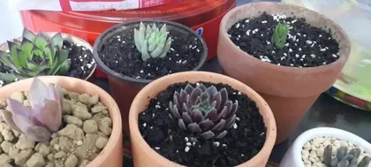 下山蕙兰的盆栽与养护方法是什么？需要注意什么?1