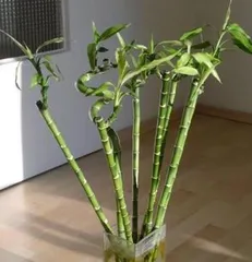 富贵竹土养方法（轻松养护，让富贵竹更富贵）3