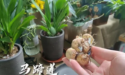 下山蕙兰的盆栽与养护方法是什么？需要注意什么?2