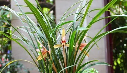 下山蕙兰的盆栽与养护方法是什么？需要注意什么?3