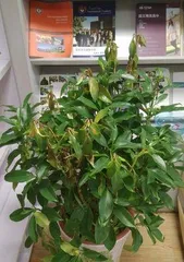 How to care for African jasmine in winter? (Keep warm, pay attention to watering, fertilizing, and pest control.) 1