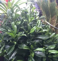 How to care for African jasmine in winter? (Keep warm, pay attention to watering, fertilizing, and pest control.) 2