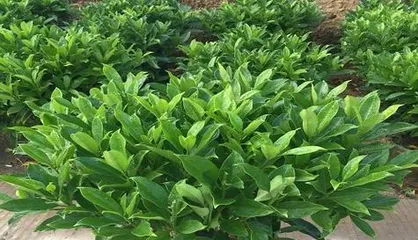 How to care for African jasmine in winter? (Keep warm, pay attention to watering, fertilizing, and pest control.) 3